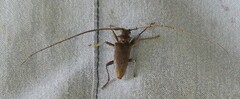 Acalolepta rusticatrix