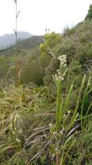 Struthiola ciliata