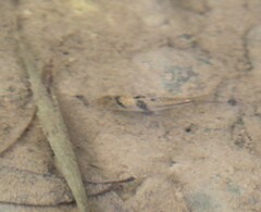 Striuntius lateristriga