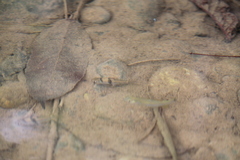 Striuntius lateristriga