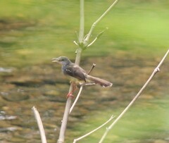 Prinia familiaris