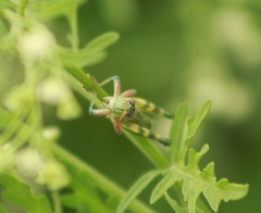 Campylacantha olivacea