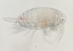 Copepoda