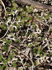 Selaginella cinerascens