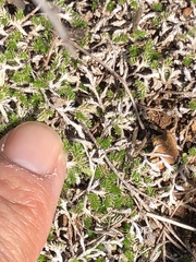 Selaginella cinerascens