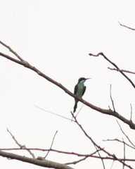 Merops viridis