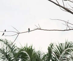 Merops viridis
