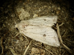 Orthosia lizetta