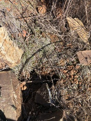 Selaginella cinerascens