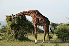 Giraffa camelopardalis tippelskirchi