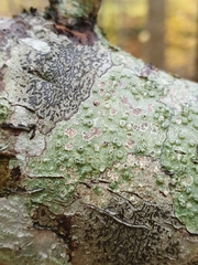 Pertusaria leioplaca