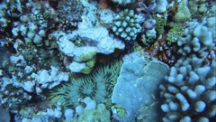 Acanthaster planci