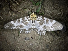 Pogonopygia nigralbata nigralbata