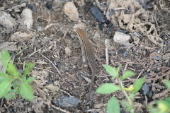 Eutropis multifasciata