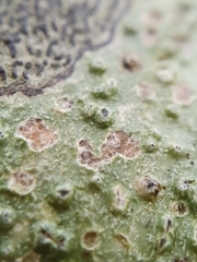 Pertusaria leioplaca