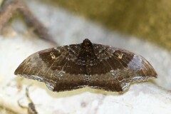 Cyclidia orciferaria