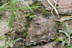 Cosmodela aurulenta aurulenta