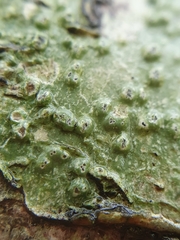 Pertusaria leioplaca