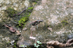 Cosmodela aurulenta aurulenta