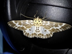 Pogonopygia nigralbata nigralbata