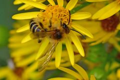 Dasypoda hirtipes