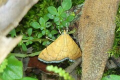 Hyalobathra