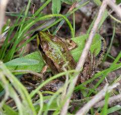 Pelophylax perezi