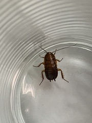 Parcoblatta pennsylvanica