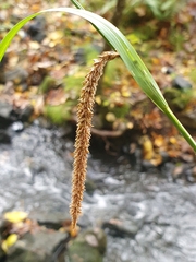 Carex pendula