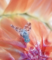 Austrotephritis poenia