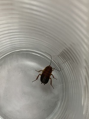 Parcoblatta pennsylvanica