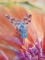 Austrotephritis poenia