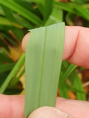 Carex pendula
