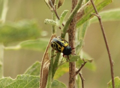 Calligrapha serpentina