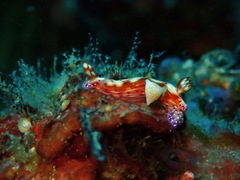 Hypselodoris decorata