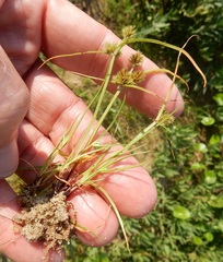 Cyperus squarrosus