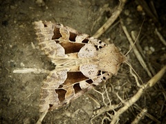 Clavipalpula aurariae