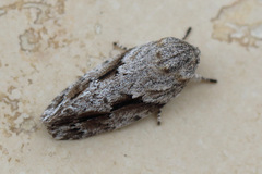 Agriophara confertella