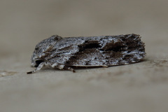 Agriophara confertella