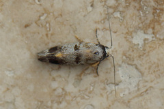 Bathrosterra calotropha