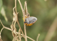 Chlorochroa ligata