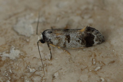 Bathrosterra calotropha