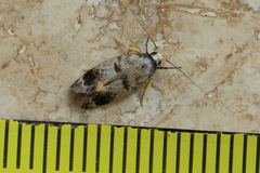 Bathrosterra calotropha