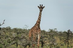 Giraffa camelopardalis tippelskirchi