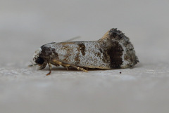 Bathrosterra calotropha