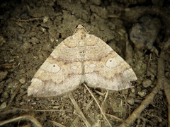 Idiotephria evanescens