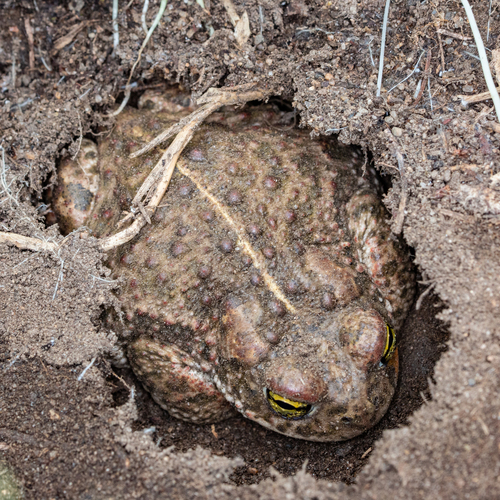 Natterjack Toad