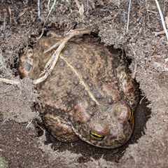 Natterjack photo 3