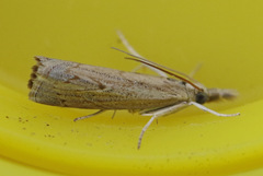 Culladia cuneiferellus