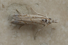 Culladia cuneiferellus